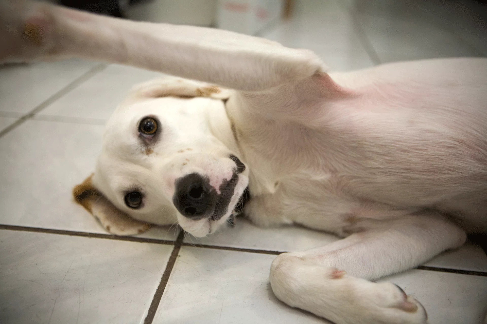 Champ_Playful