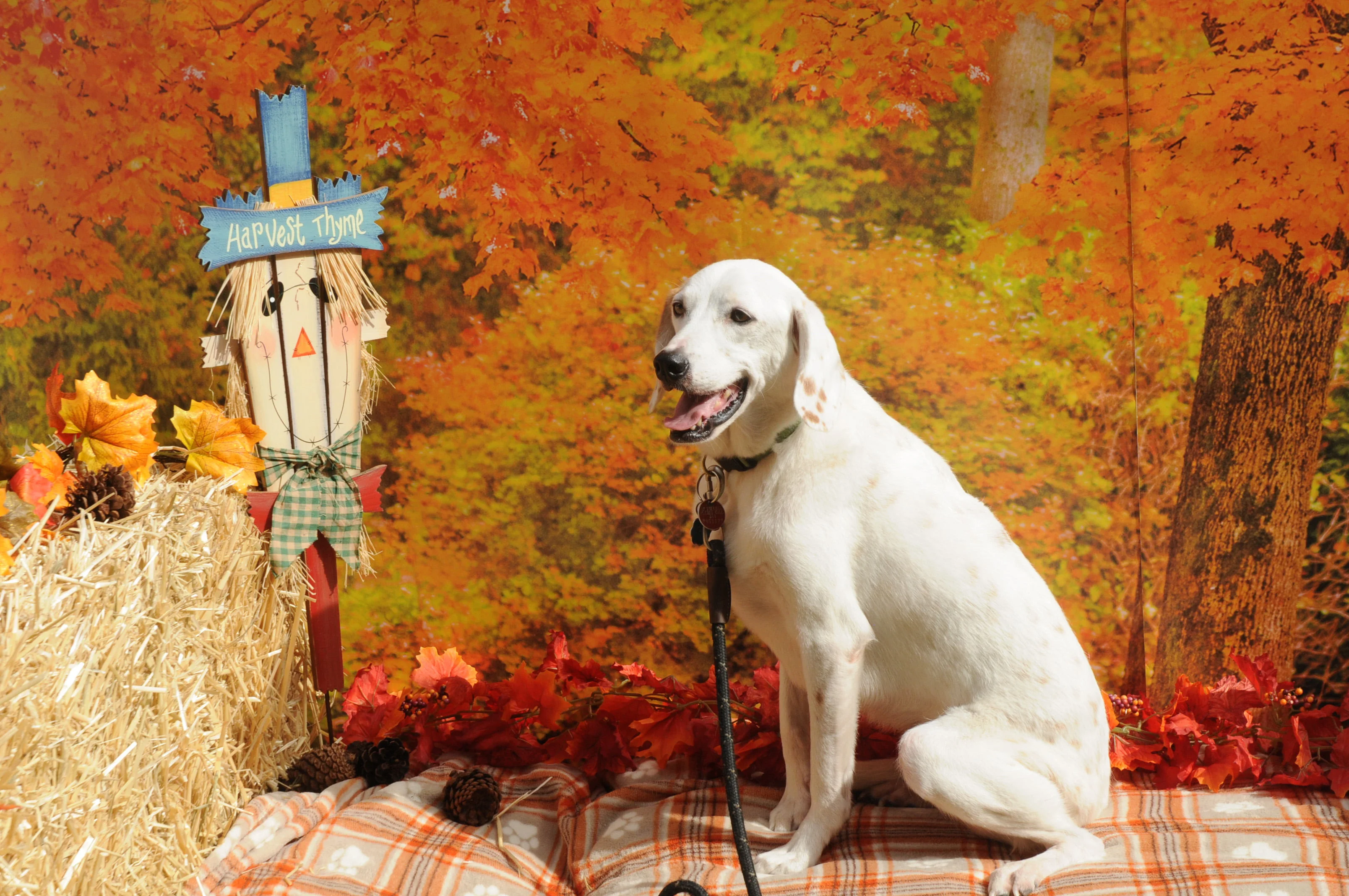 OrchardBlockParty-031