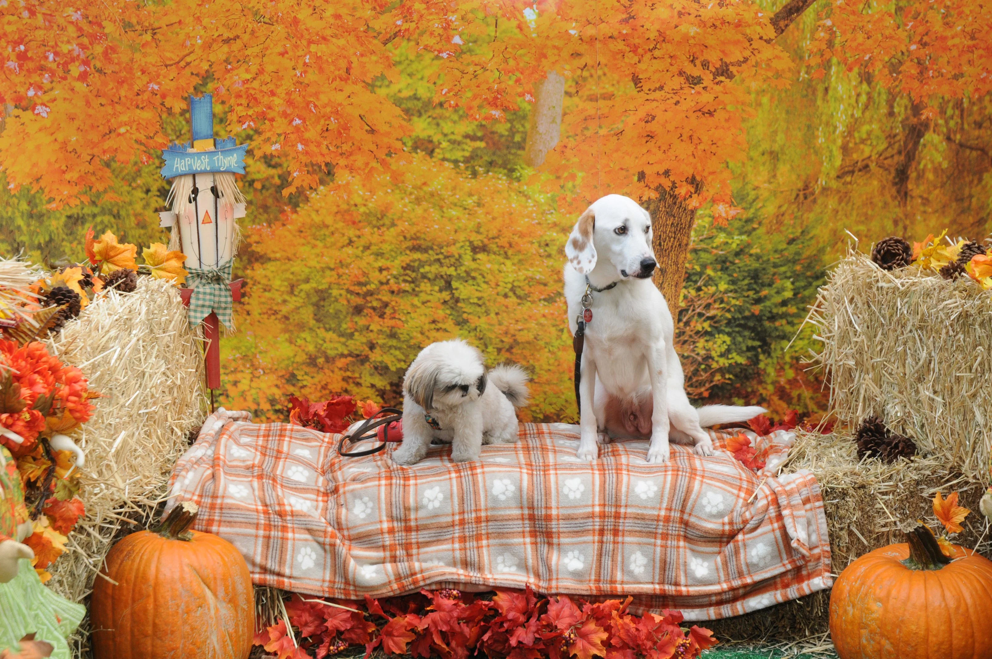 OrchardBlockParty-049