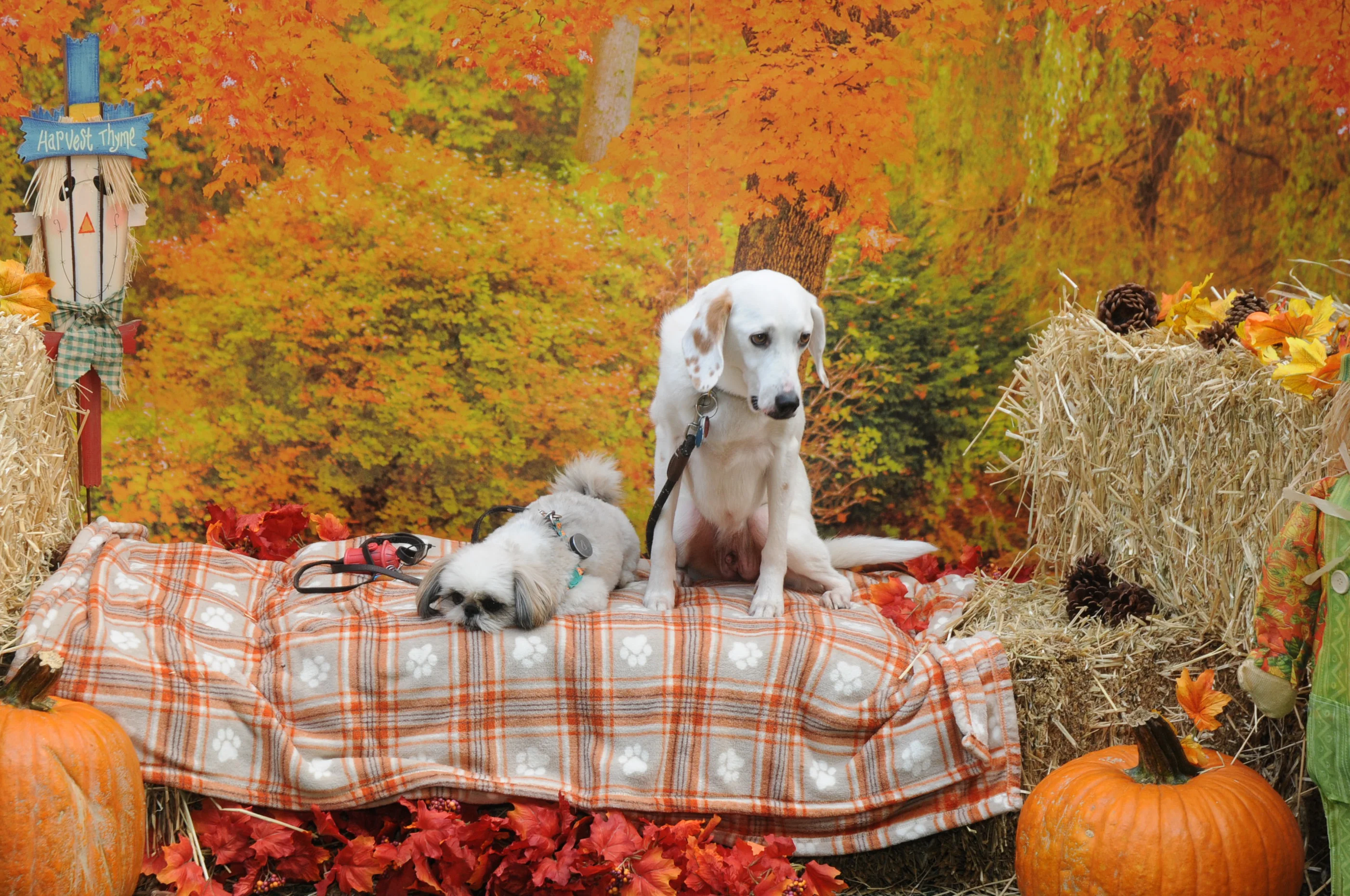 OrchardBlockParty-050