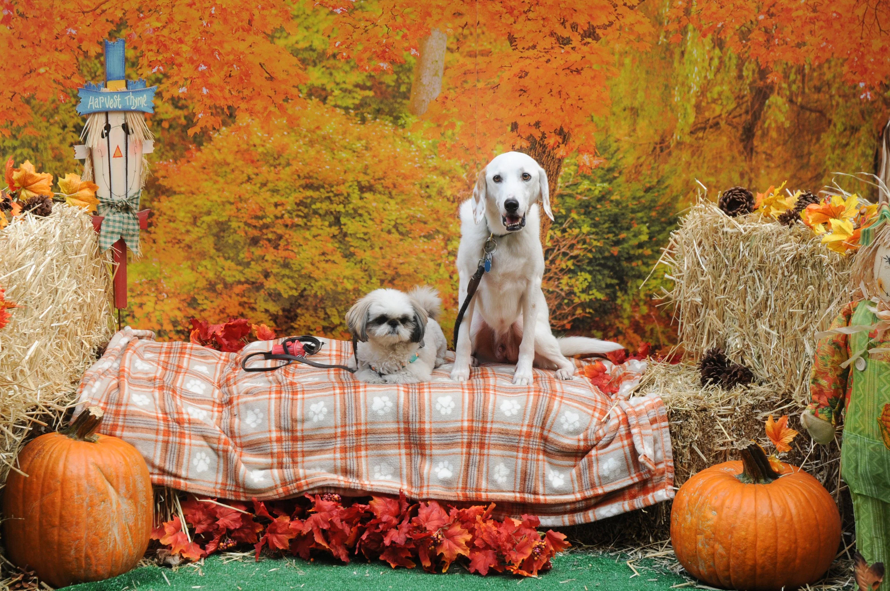 OrchardBlockParty-051