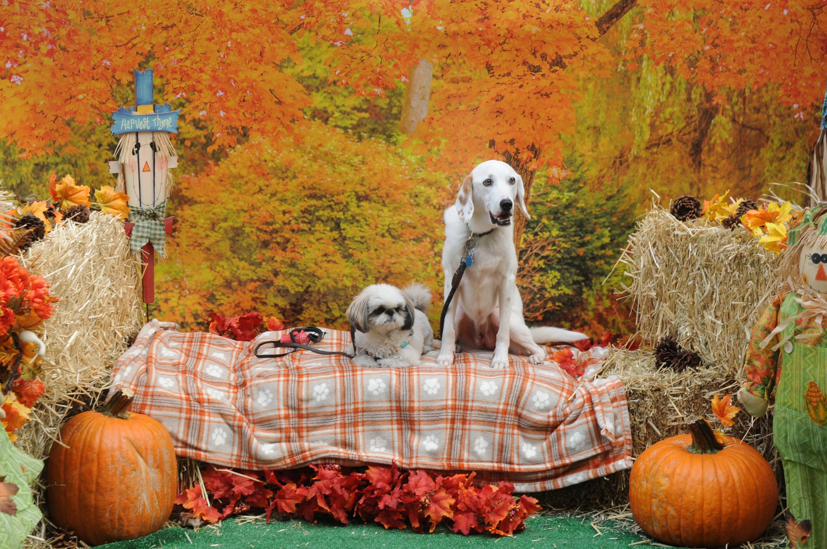 OrchardBlockParty-052