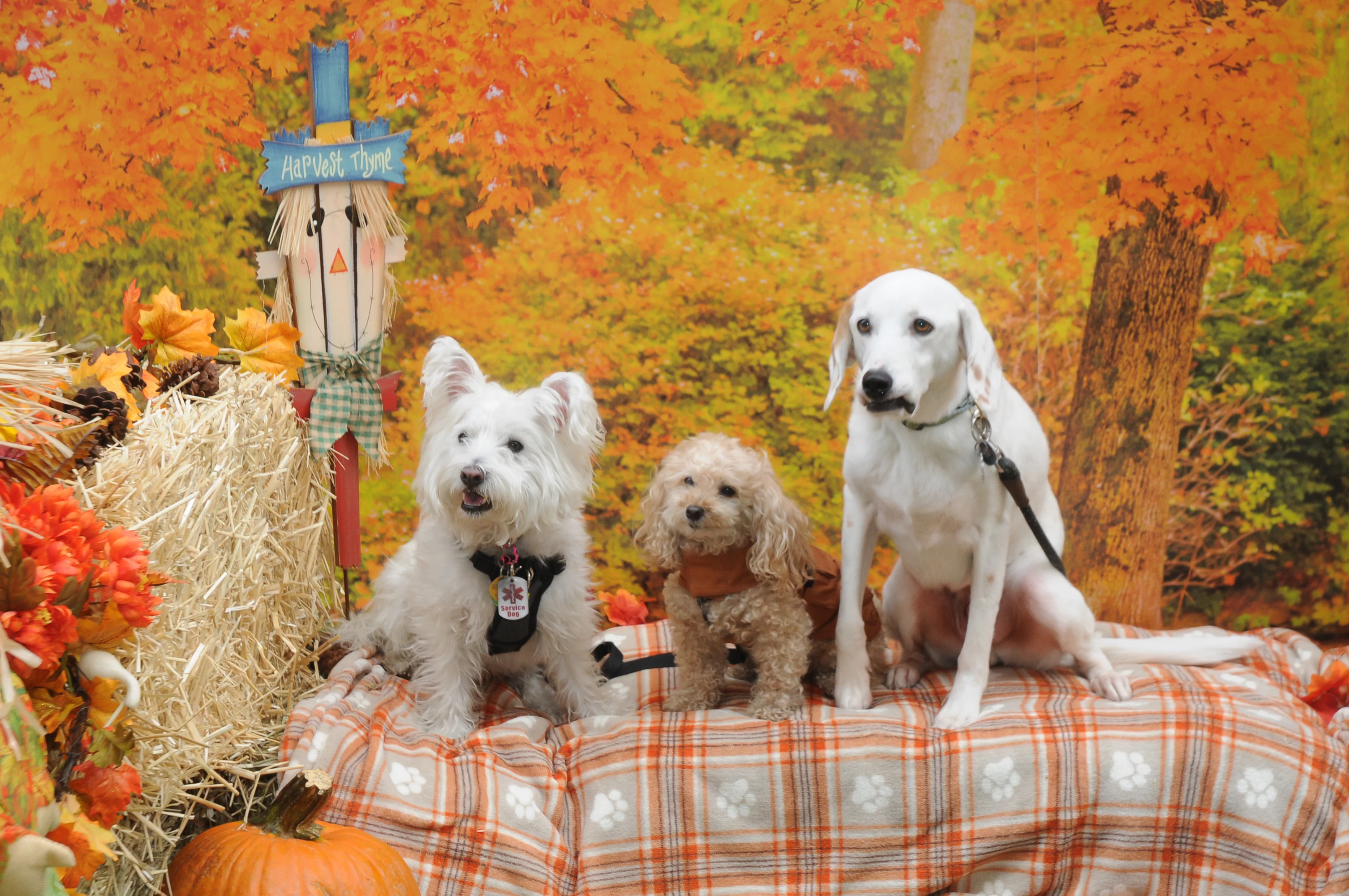 OrchardBlockParty-058