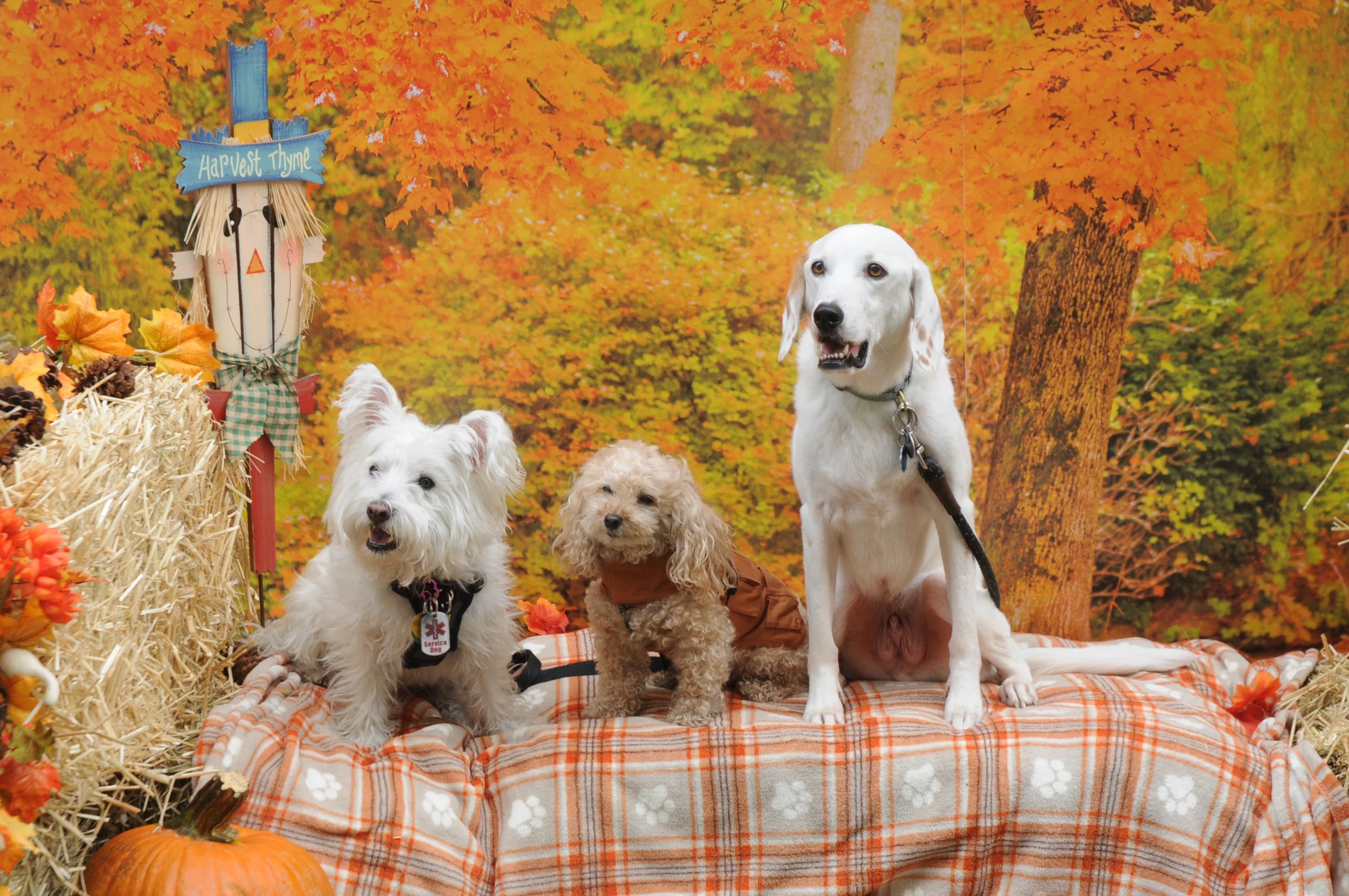 OrchardBlockParty-059