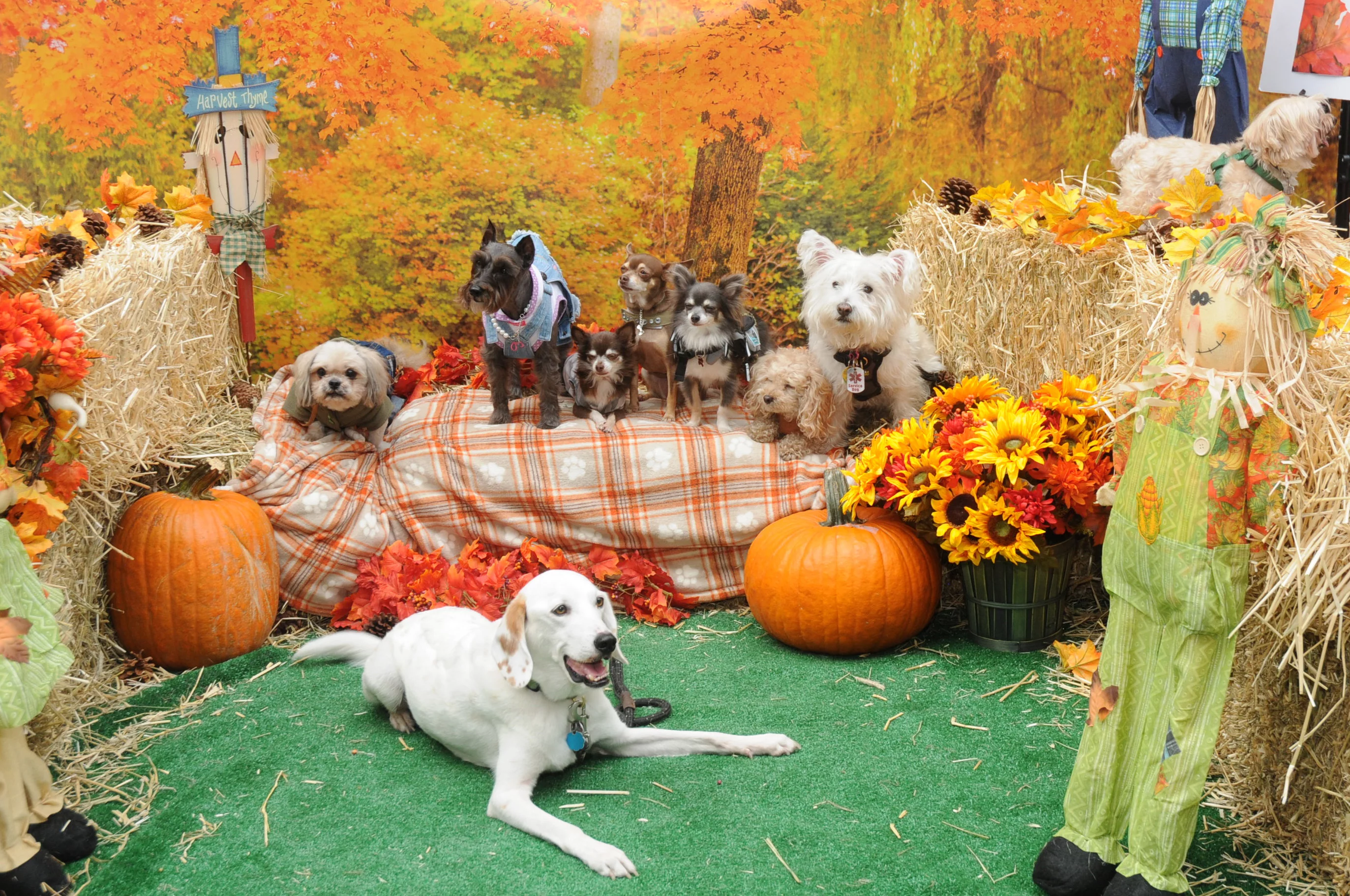 OrchardBlockParty-114