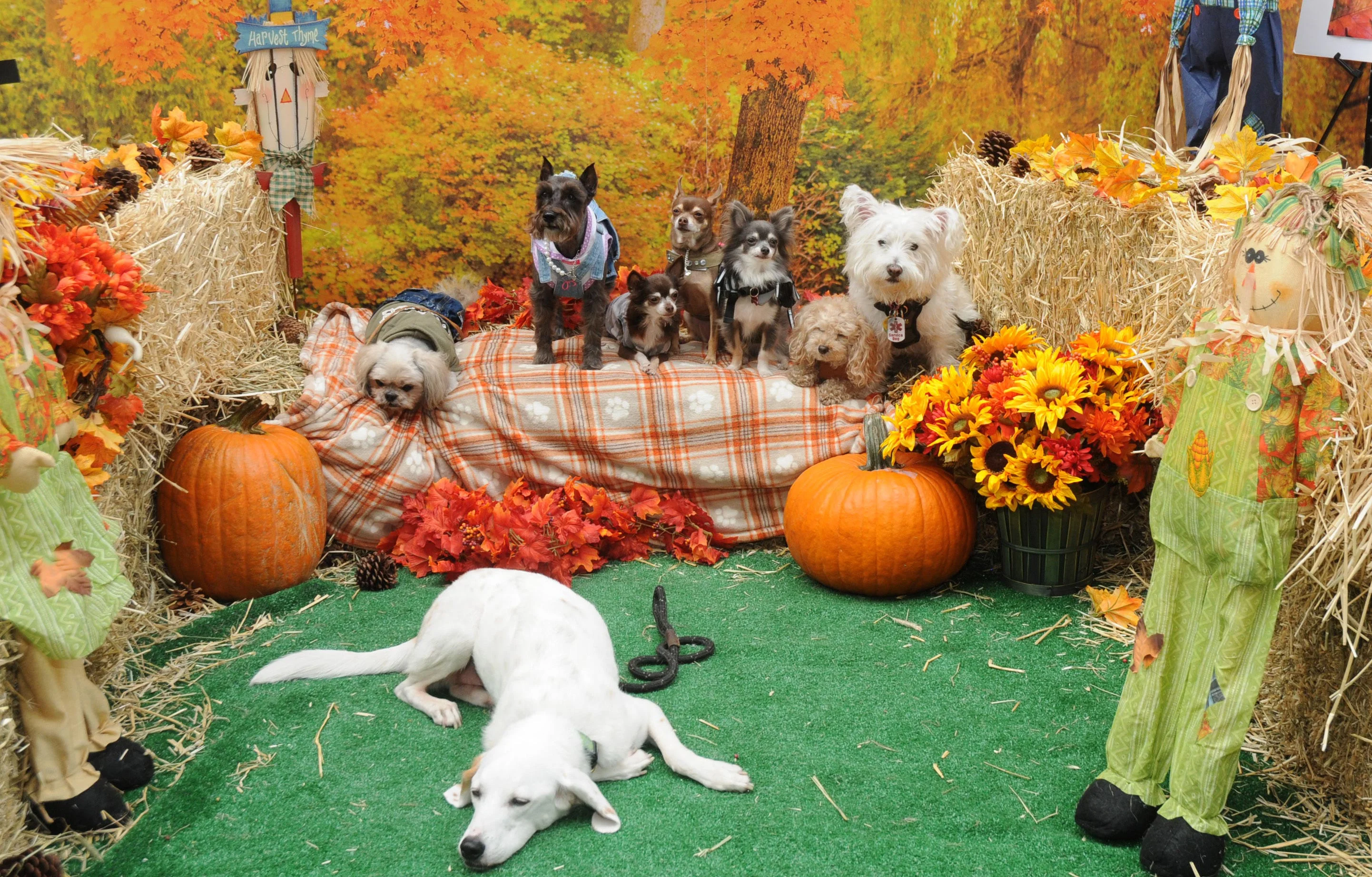 OrchardBlockParty-115