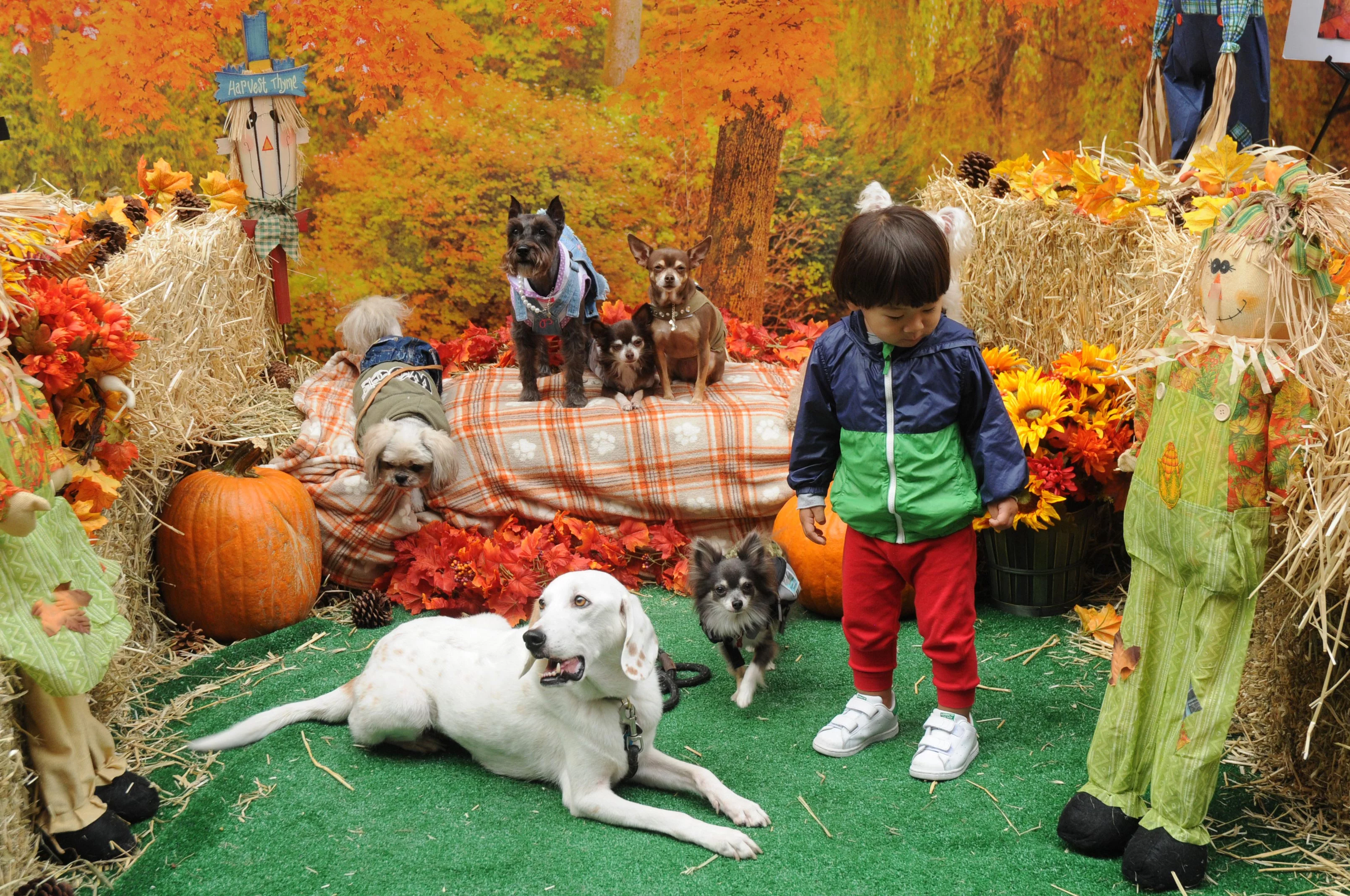 OrchardBlockParty-120