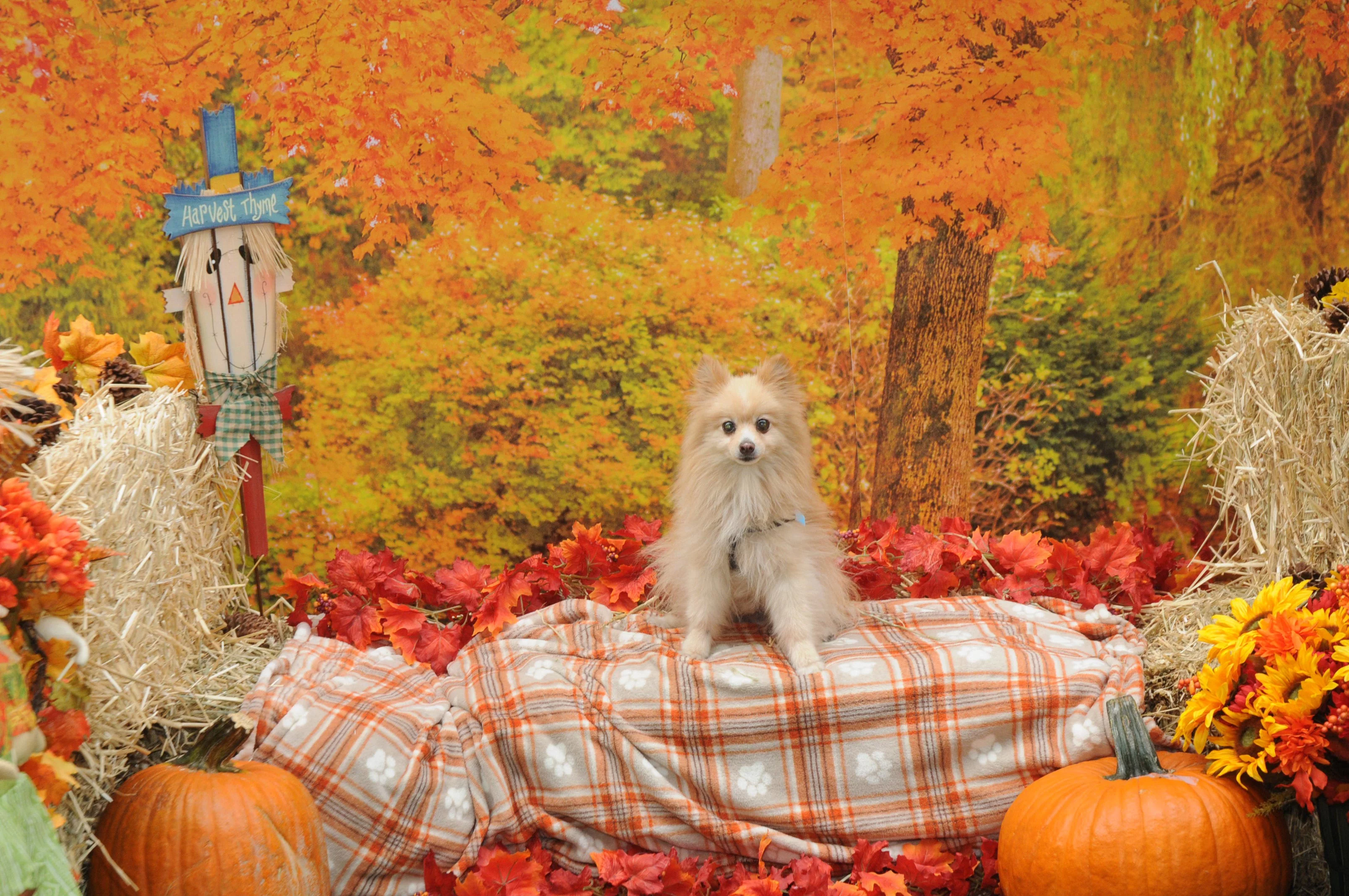 OrchardBlockParty-194