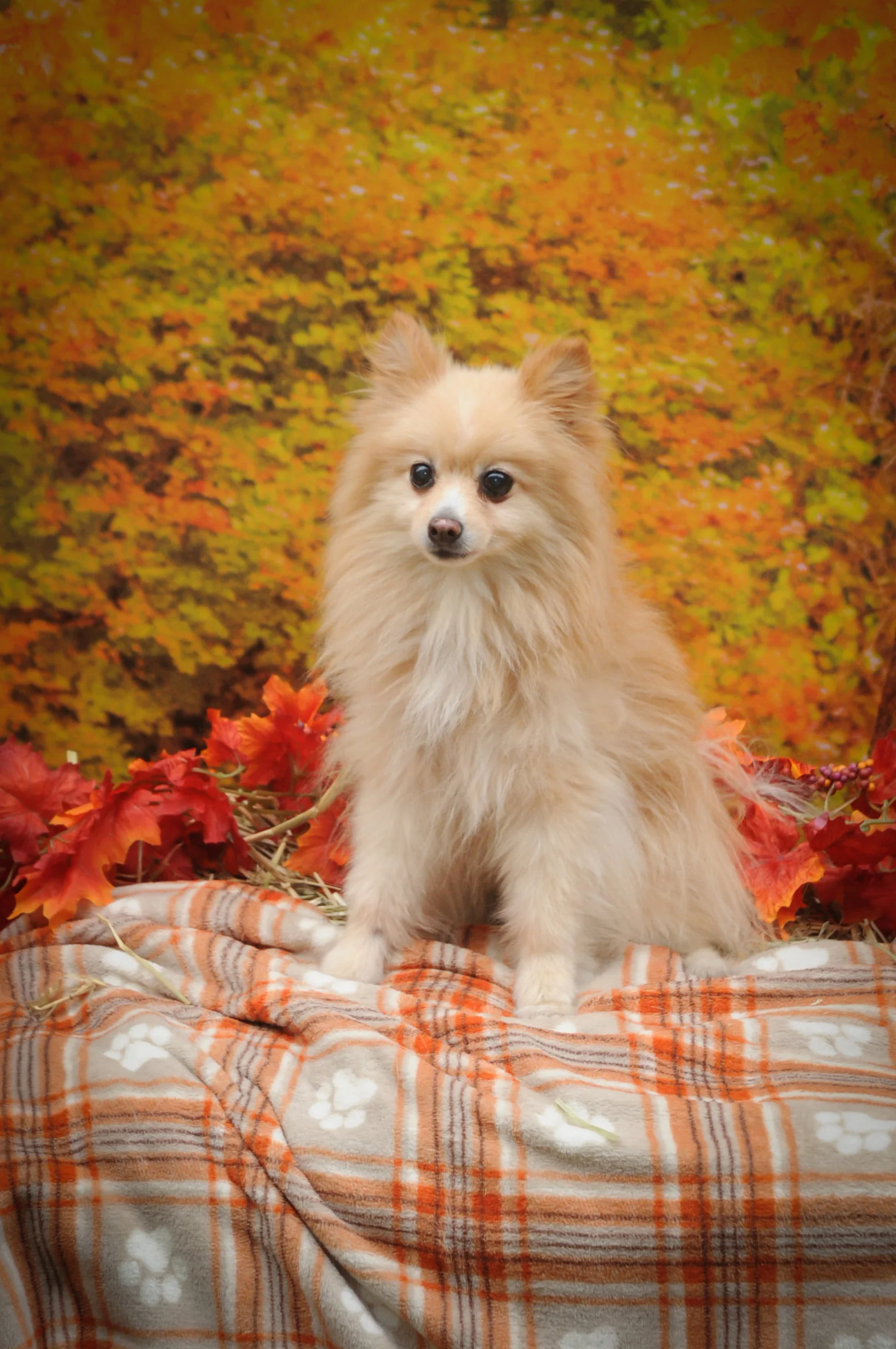 OrchardBlockParty-195