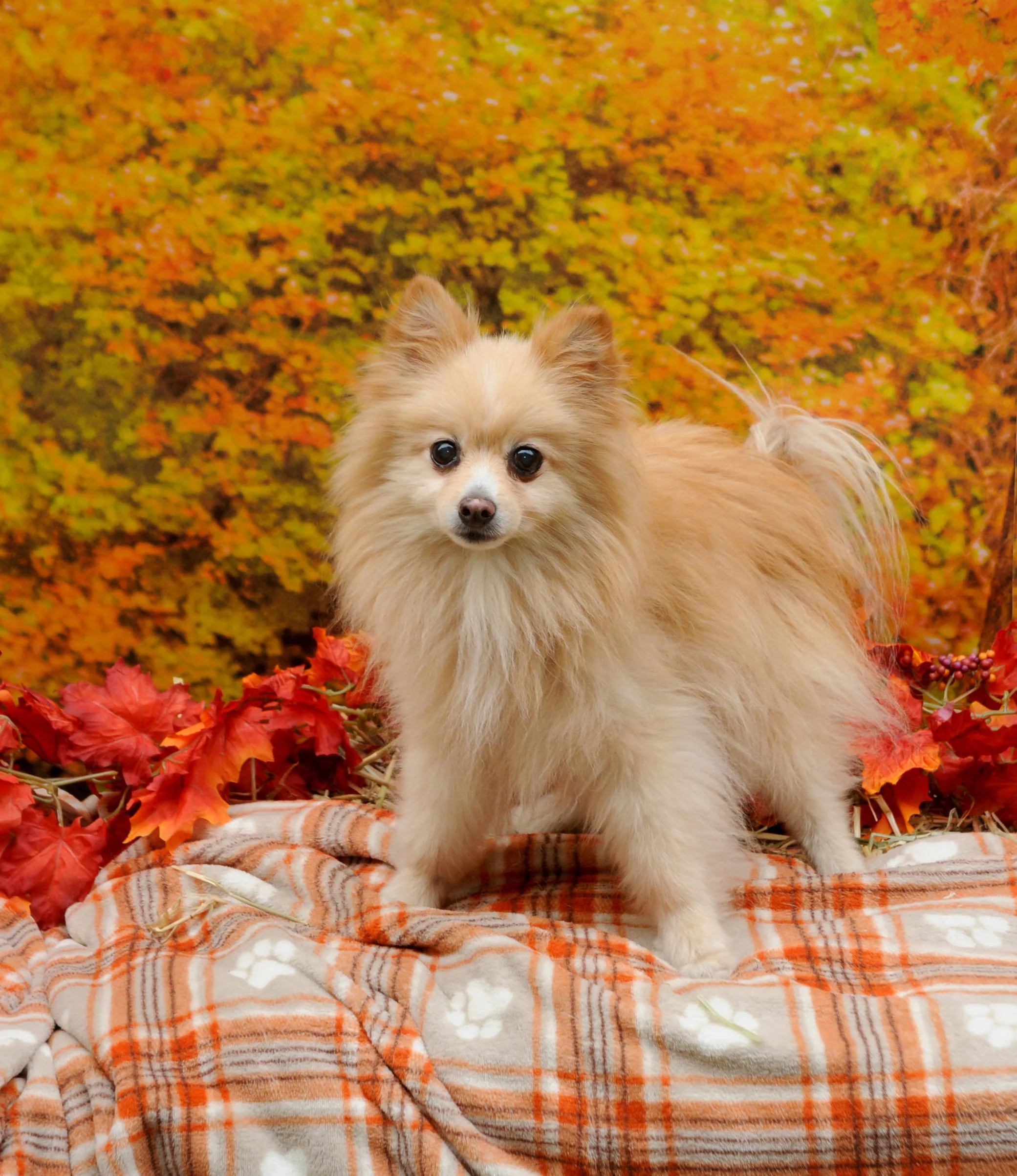 OrchardBlockParty-196