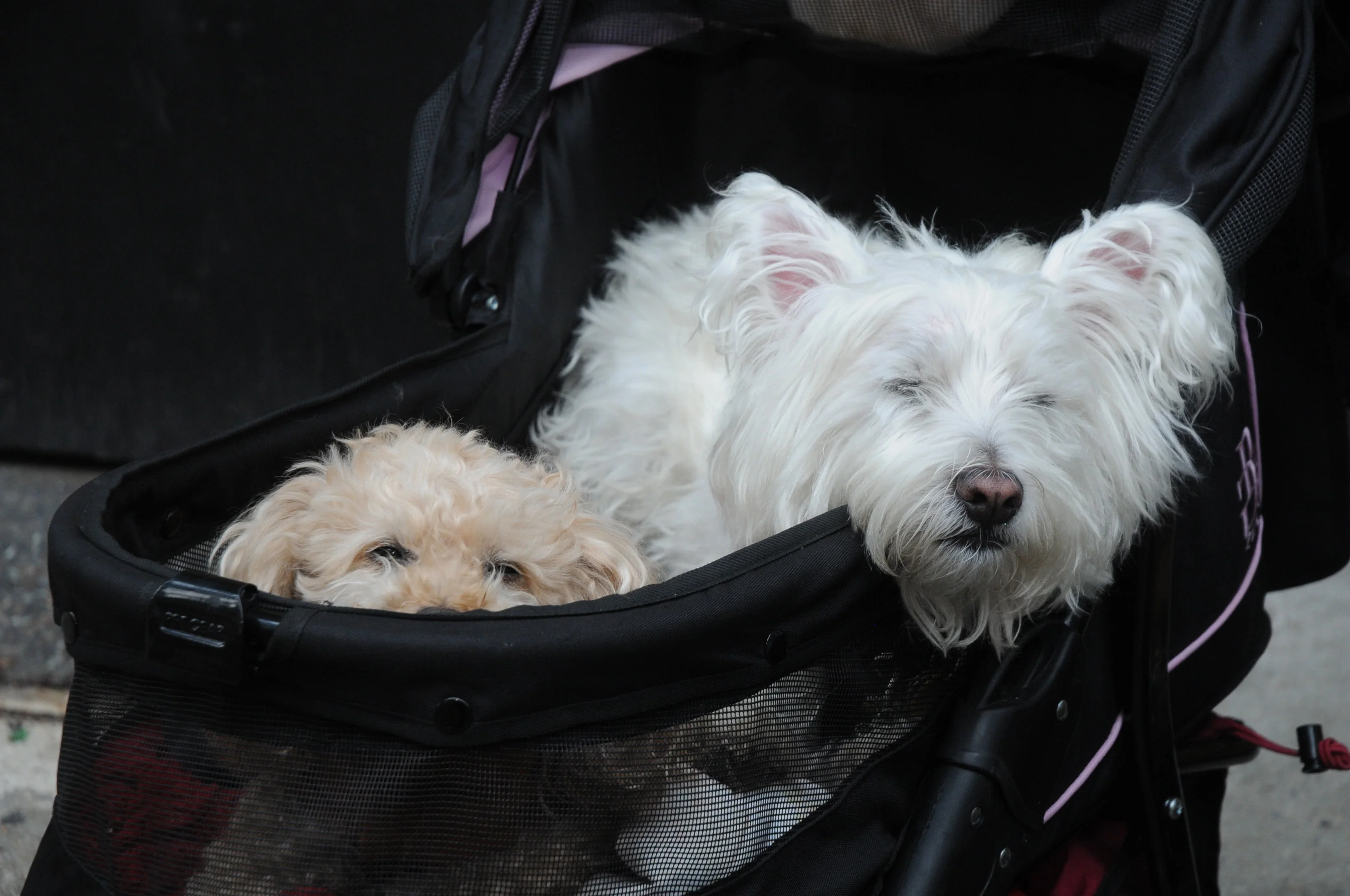 OrchardBlockParty-197