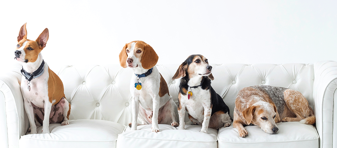 dogs-white-couch