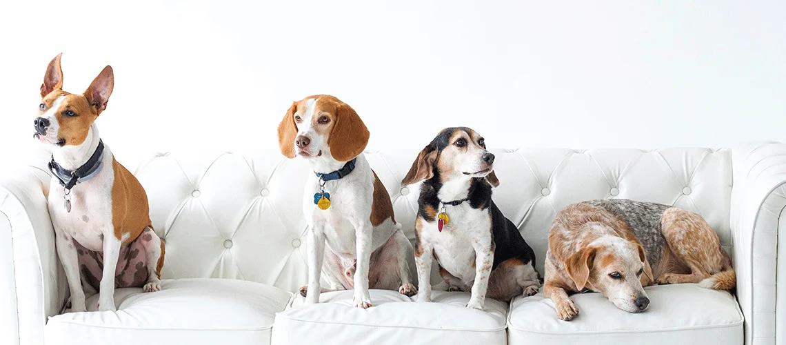 dogs-white-couch